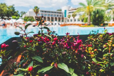 Güzel tatil beldesi. Yeşil ve çiçekler