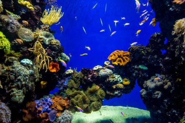 Balık yosunlarının güzel sualtı dünyası