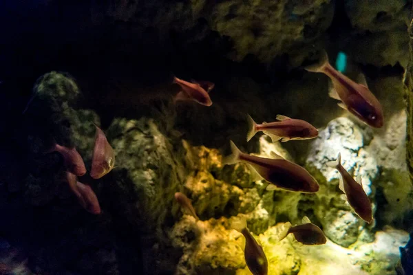 Krásný Podvodní Svět Moře Mořských Řas — Stock fotografie