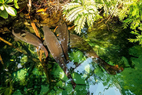 Belo Mundo Subaquático Mar Algas Peixe — Fotografia de Stock