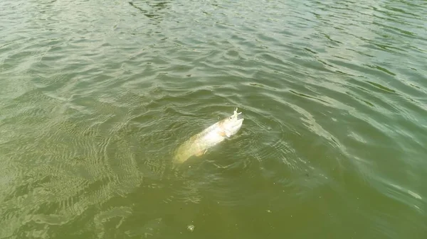 Forel Vissen Het Meer Vissen Recreatie — Stockfoto