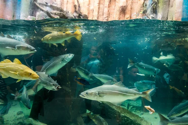 Прекрасный Подводный Мир Морских Водорослей — стоковое фото