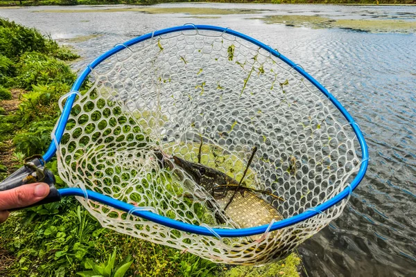 Boa Pesca Captura Fundo — Fotografia de Stock