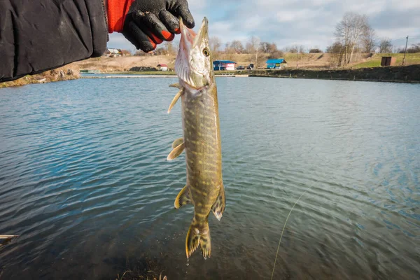 Pesca Lucio Lago Pesca Deportiva Actividades Aire Libre —  Fotos de Stock