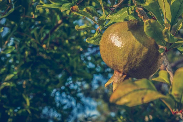 Buah Delima Hijau Pohon — Stok Foto