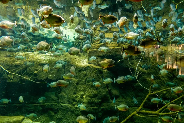 Belo Mundo Subaquático Mar Algas Peixe — Fotografia de Stock
