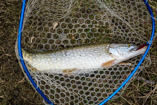 Fishing on the lake. Fishing background.