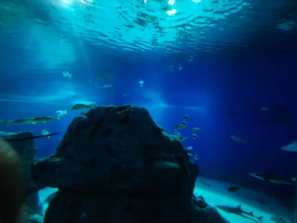 Hermoso Mundo Submarino Peces Algas Marinas — Foto de Stock