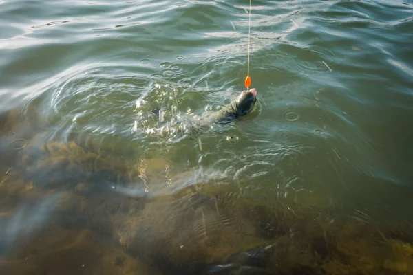 Pesca Alla Trota Sul Lago Pesca Sportiva Attività All Aria — Foto Stock