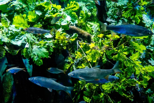 Balık Yosunlarının Güzel Sualtı Dünyası — Stok fotoğraf