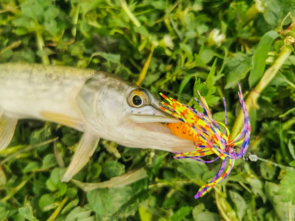 Pesca Lago Natureza Recreação Fundo — Fotografia de Stock