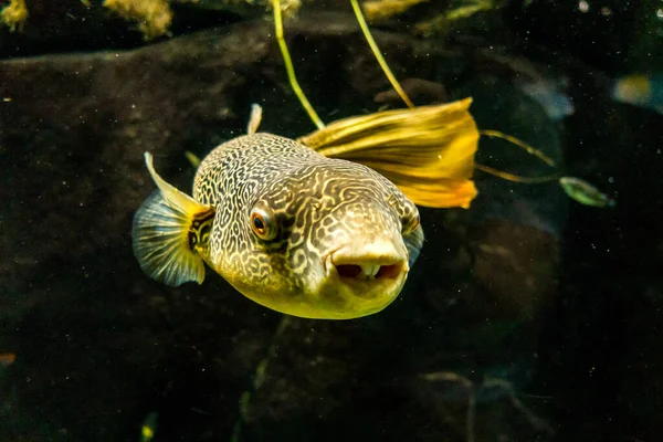 Belo Mundo Subaquático Mar Algas Peixe — Fotografia de Stock