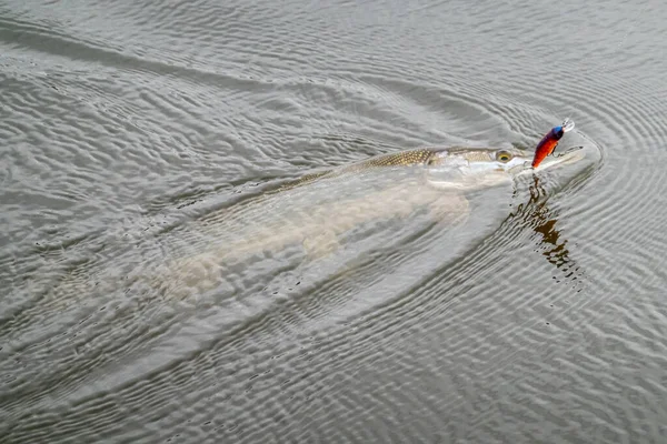 Horgászni Tavon Halászati Háttér — Stock Fotó