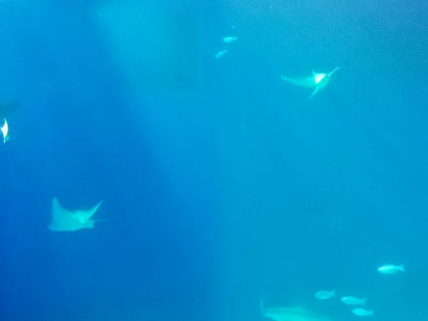 Hermoso Mundo Submarino Peces Algas Marinas —  Fotos de Stock