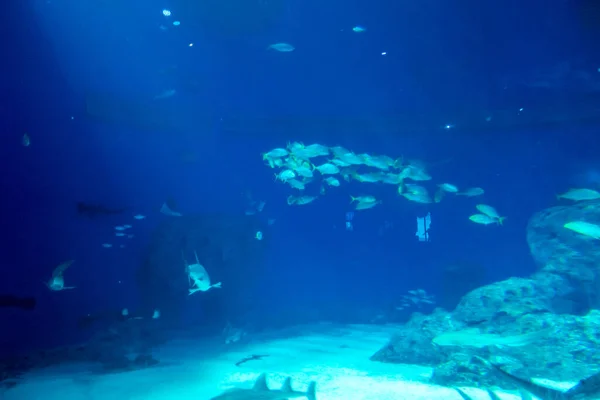 Hermoso Mundo Submarino Peces Algas Marinas — Foto de Stock