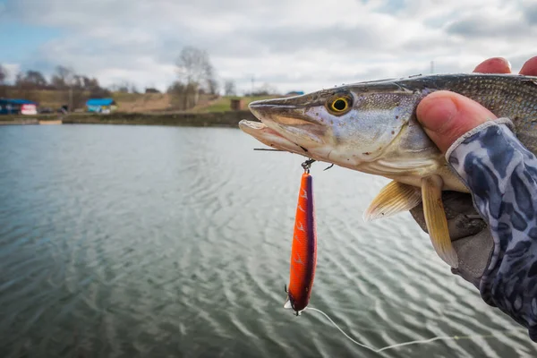 Pesca Lucio Lago Pesca Deportiva Actividades Aire Libre — Foto de Stock