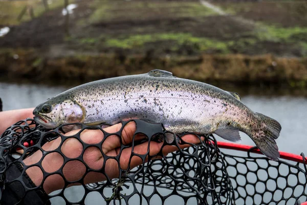 Pesca Pesca Lago — Foto de Stock