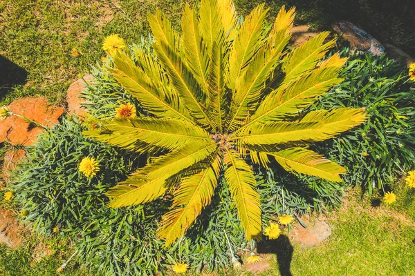 Vackra Badorten Grönt Och Blommor — Stockfoto