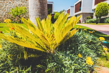 Güzel tatil beldesi. Yeşil ve çiçekler