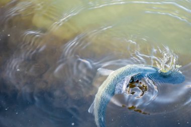 Gölde alabalık avı, spor balıkçılığı ve açık hava aktiviteleri