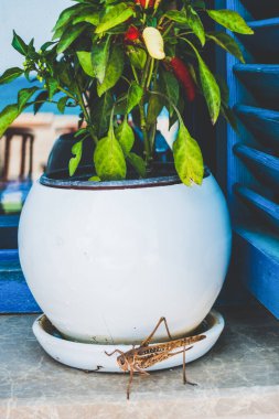 Güzel tatil beldesi. Yeşil ve çiçekler