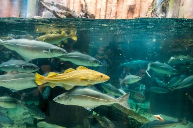 Balık yosunlarının güzel sualtı dünyası