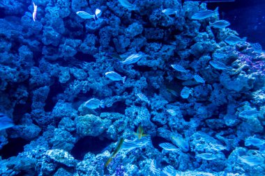 Balık yosunlarının güzel sualtı dünyası