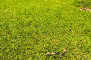 Güzel tatil beldesi. Yeşil ve çiçekler