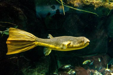 Balık yosunlarının güzel sualtı dünyası