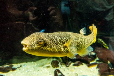 Balık yosunlarının güzel sualtı dünyası