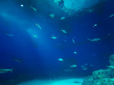 Balık yosunlarının güzel sualtı dünyası