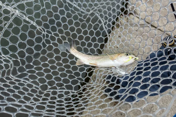 Pêche Truite Sur Lac Pêche Sportive Activités Plein Air — Photo