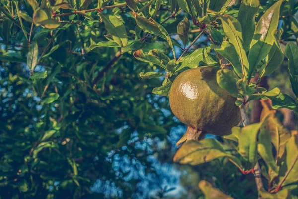 Buah Delima Hijau Pohon — Stok Foto