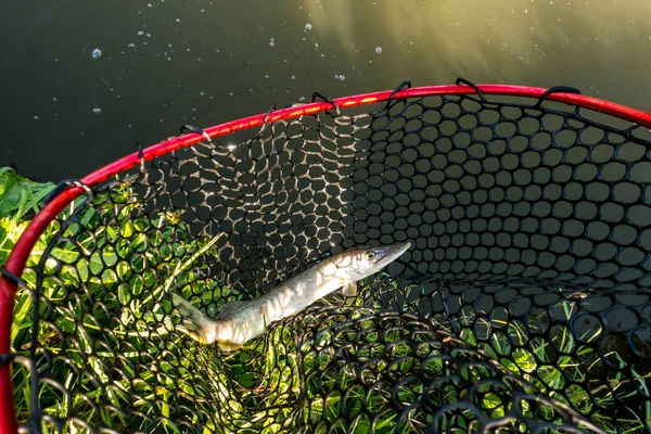 Ψάρεμα Πάικ Στη Λίμνη Αθλητική Αλιεία Και Υπαίθριες Δραστηριότητες — Φωτογραφία Αρχείου