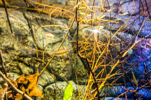 Hermoso Mundo Submarino Peces Algas Marinas — Foto de Stock