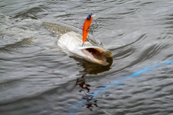 Pescar Lago Fundo Pesca — Fotografia de Stock