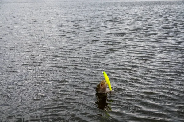 Pêche Sur Lac Contexte Pêche — Photo