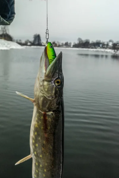 Pesca Del Luccio Sul Lago Attività Ricreative Pesca — Foto Stock