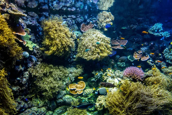 Belo Mundo Subaquático Mar Algas Peixe — Fotografia de Stock