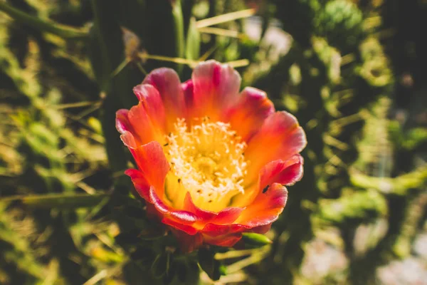 Schöner Badeort Grün Und Blumen — Stockfoto