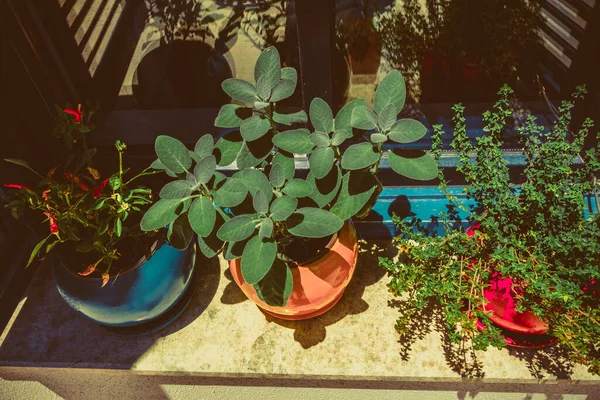 Belle Fenêtre Avec Pots — Photo