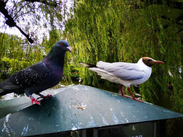 Gaviota Una Cerca Hermoso Parque —  Fotos de Stock