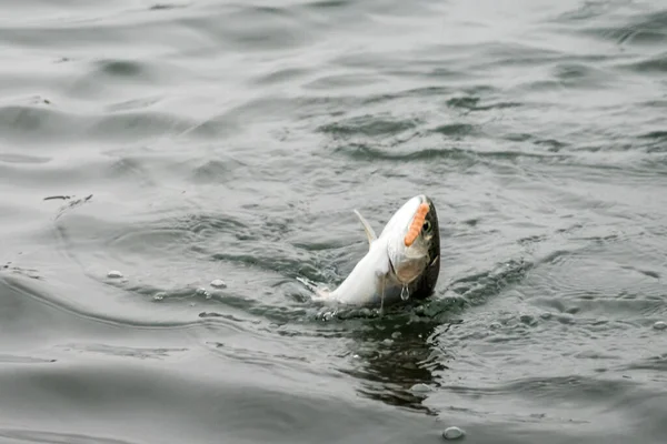 Fiske Fiske Sjön — Stockfoto