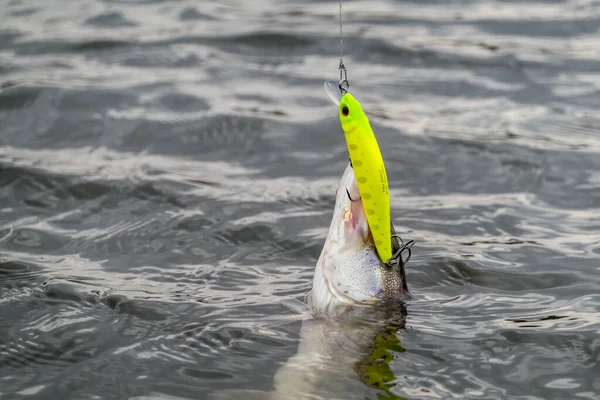 Pescar Lago Fundo Pesca — Fotografia de Stock