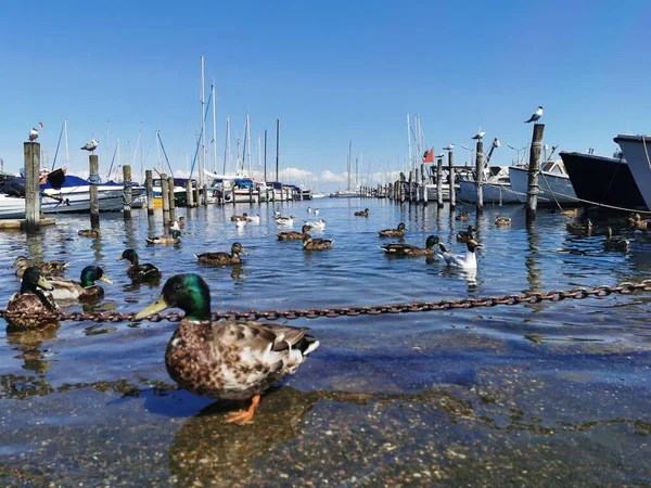 Köpenhamn Danmark Juli 2019 Stor Danmark Köpenhamn Och Havet — Stockfoto