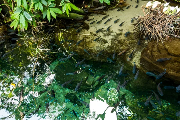 魚のきれいな水中世界海藻海 — ストック写真