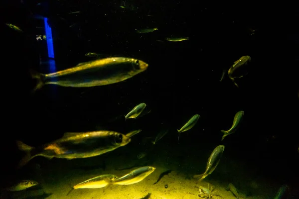 Hermoso Mundo Submarino Peces Algas Marinas — Foto de Stock