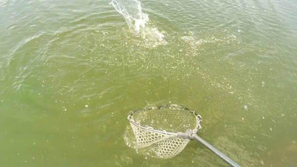 Pêche Truite Dans Lac Pêche Loisirs — Photo