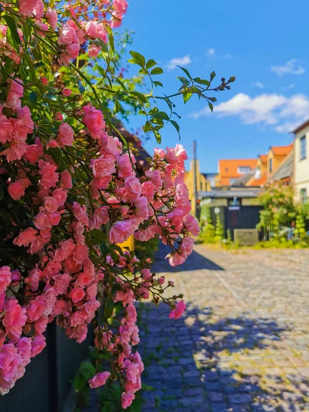 Magnifique Village Maritime Danemark — Photo