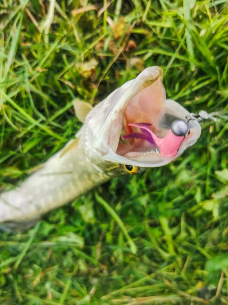 Pesca Lago Natureza Recreação Fundo — Fotografia de Stock